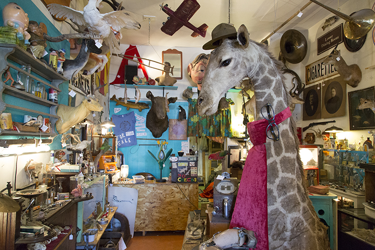 Woolly Mammoth Antiques and Oddities, 1513 W. Foster Ave, hosted its fourth taxidermy workshop on Jan. 25 and 26. In the workshop, six students, mostly beginners, worked on farm pheasants. All of the pheasants had experienced “post deaths,” meaning they ran into posts.