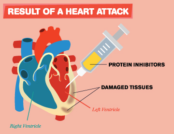 The cyclin A2 gene may aid in heart tissue regeneration post-heart attack