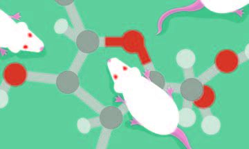 High-fructose diet leaves mice absent minded