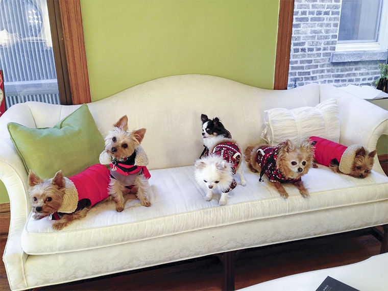 Dogs and their owners can visit SIT Social, a dog lounge opening in Lakeview at 3920 N. Ashland Ave. on May 14. 