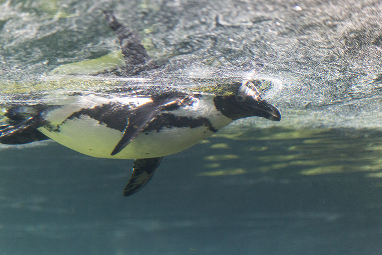 A penguin takes an early morning swim at the Robert and Mayari Pritzker Penguin Cove in Lincoln Park Zoo. 2001 N. Clark St. Thursday, Sept. 7.