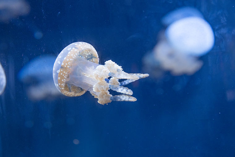 The Spotted Sea Jelly is one species included in the exhibit.