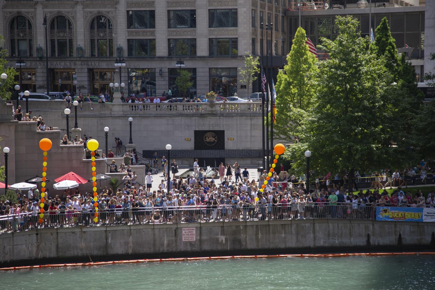 Chicago Dumps Over 63000 Rubber Ducks Into The River For Charity The Chronicle 6886