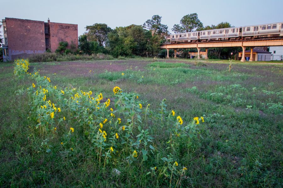 The last row of sunflowers remain in bloom at Sunflower City under the Garfield Green Line stop. 