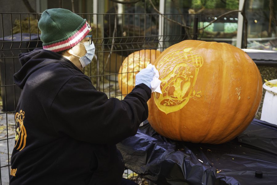 Pat Solomon wipes the ink off of a pumpkin carved by her husband Marc Solomon, who provided many of the pumpkins featured on the Lincoln Park Zoo pumpkin walk.