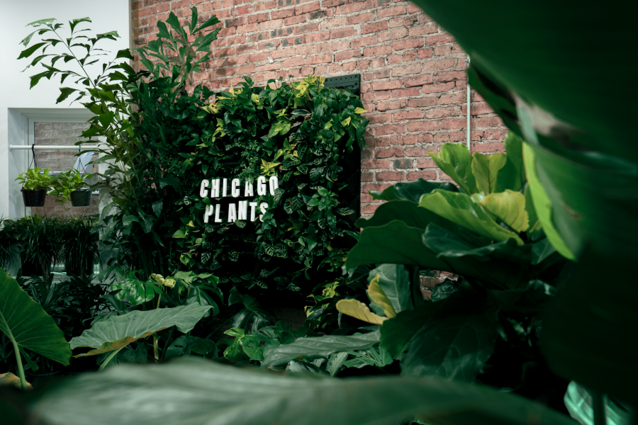 A monstera grows in Chicago: How taking care of houseplants can help you
