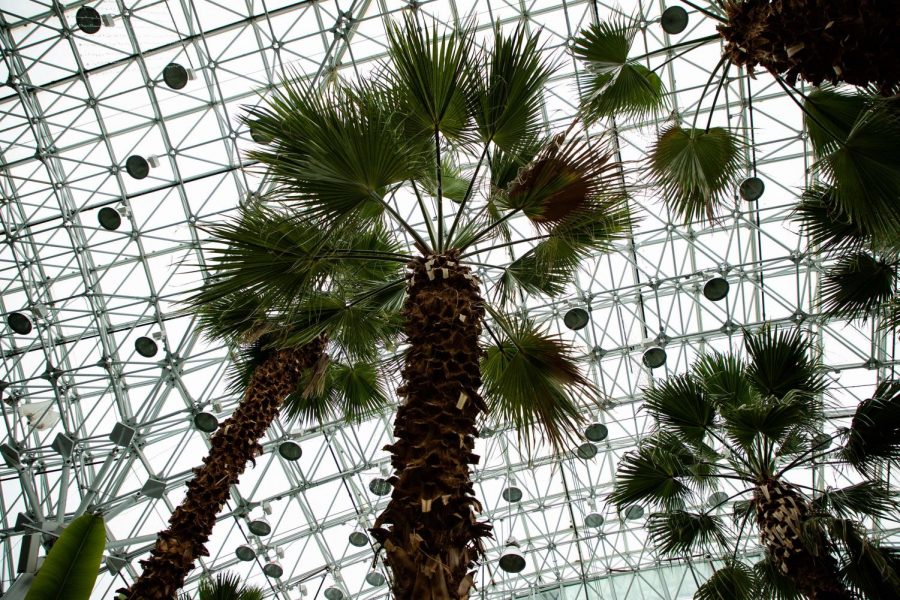 Palm trees tower over visitors as they enter the Crystal Gardens at Navy Pier. 