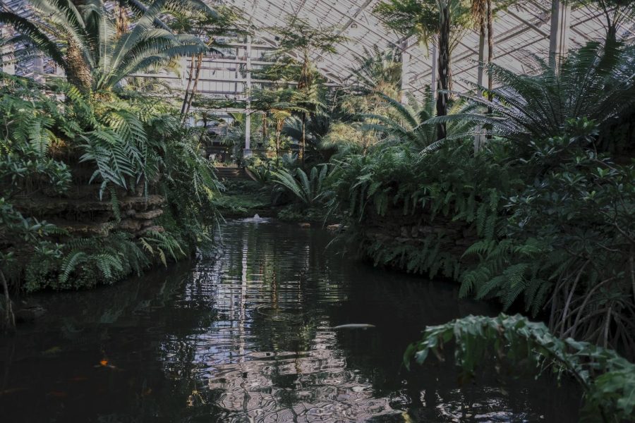 The lush plant life of the Garfield Park Conservatory, 300 N. Central Park Ave., hangs over the edges of their indoor koi pond.