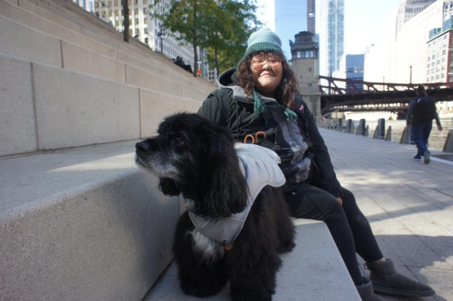 Muchen Wang's dog, Xueli, traveled almost 7,000 miles from Zhengzhou, China, to join her in Chicago. According to Wang, the Chinese characters she uses for Xueli, 雪粒, mean a drop of snow like rice, a reference to the white splotch of fur on Xueli's chest. 