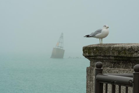 Seagulls settle in along with the fog, rather than attempt to navigate it early Monday morning. 
