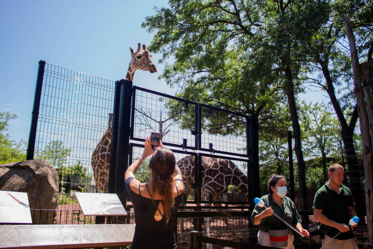 A Lincoln Park Zoo visitor takes pictures of a giraffe on their cell phone following a giraffe training demonstration on Friday, July 28, 2023. 