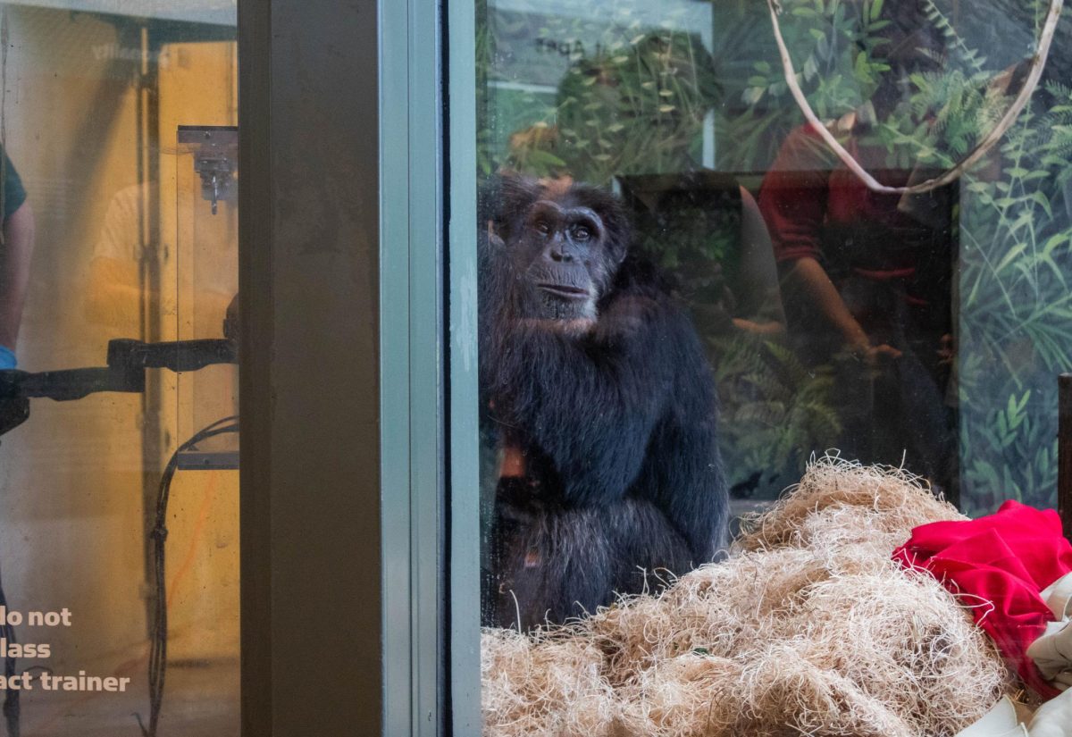 An ape participates in a training at the Regenstein Center for African Apes on Friday, July 28, 2023.