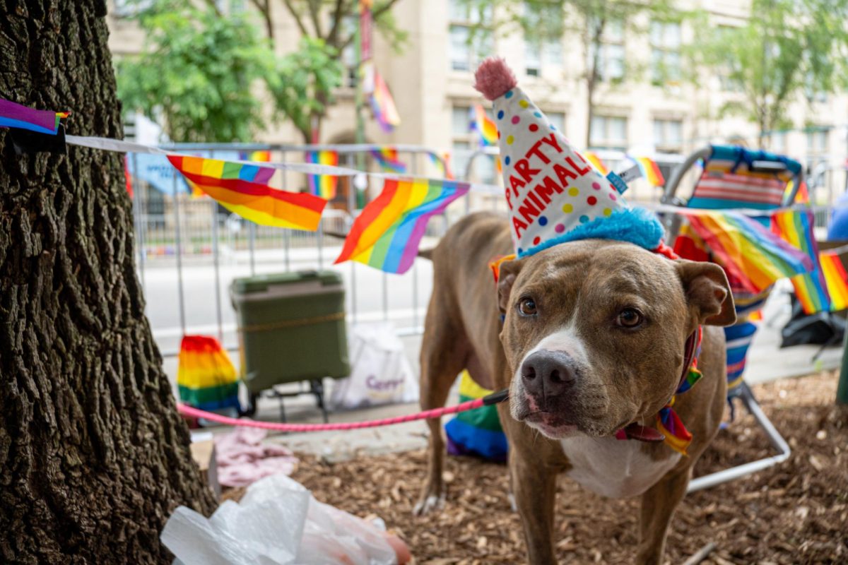 Carmella Marie, a pitbull terrier mix wags her tail at the Chicago Pride Parade along N. Broadway Street on Sunday, June 30, 2024. Her owner says he brings Carmella out every year, and that today is her birthday.
