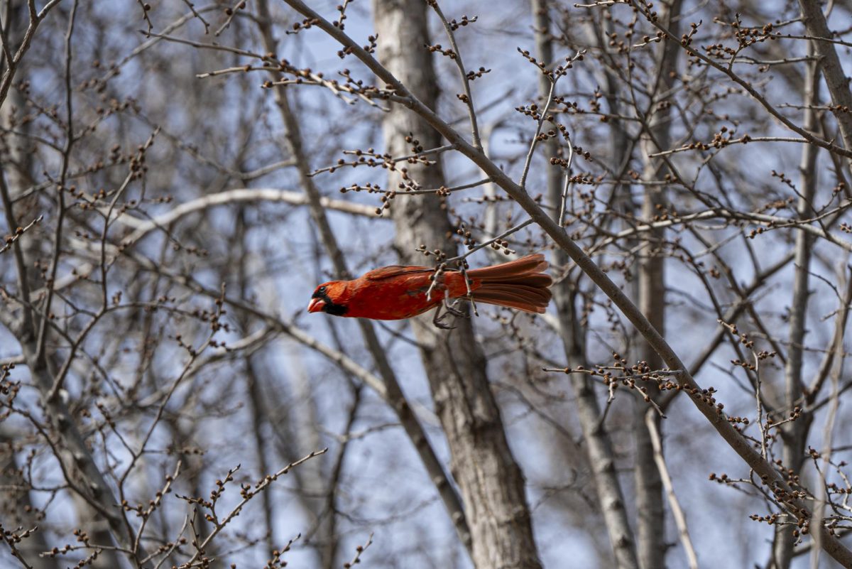 A Northern Cardinal dives from a tree branch in a park located on the eastern side of the Field Museum on Monday, March 10, 2025. 