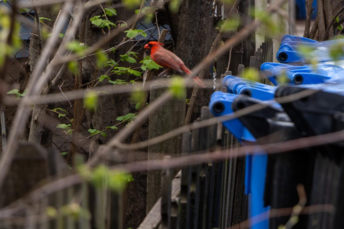 A red cardinal perches on a fence post in the Noble Square neighborhood of Chicago on Wednesday, April 23, 2025. TB