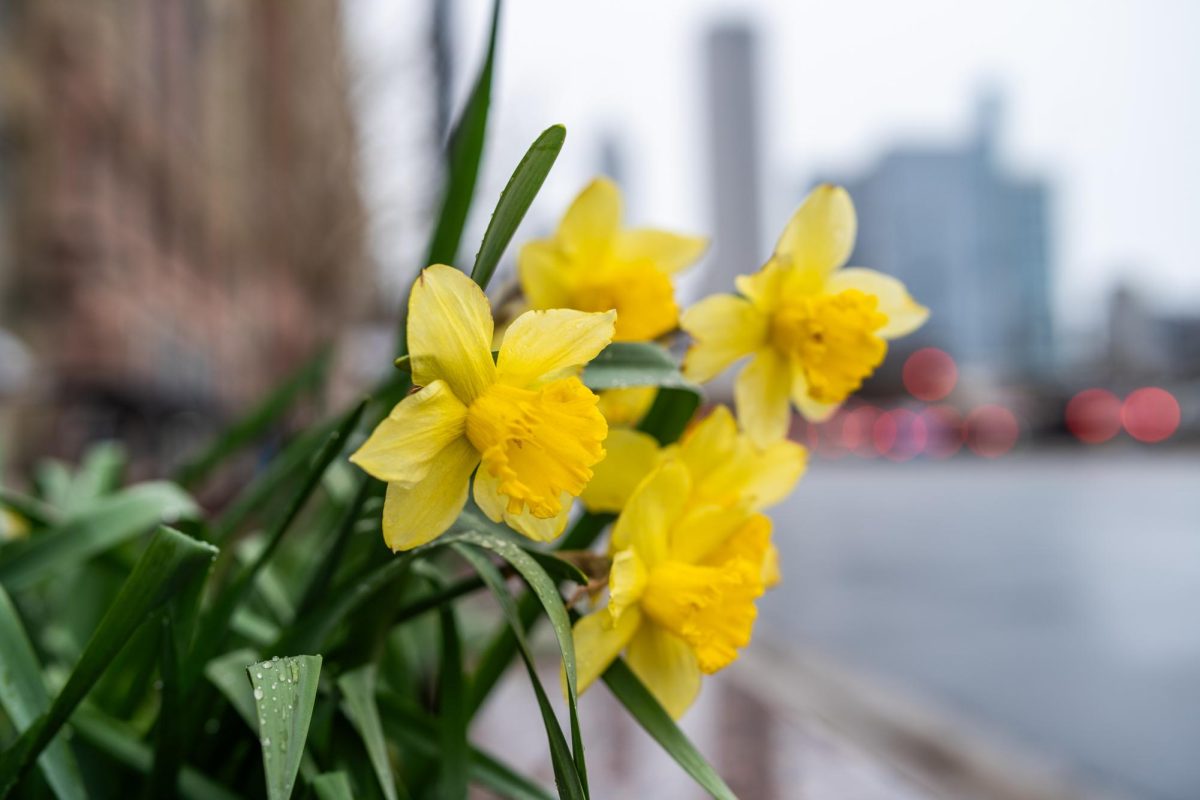 Daffodils, a common spring-flowering bulb, bloom alongside busy Michigan Avenue on Thursday, April 17, 2025.