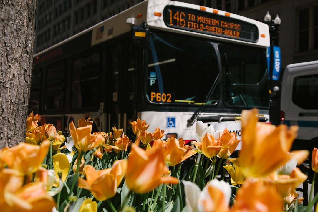 CTA bus 146 idles at a red light in front of Harold Washington Library on 400 S. State St., where tulips, planted by the City of Chicago, bloom on Monday, April 20, 2026.