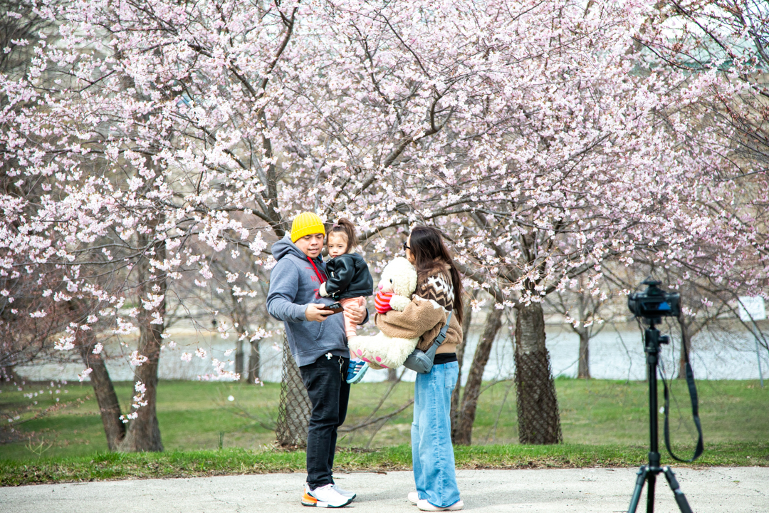 Christian, Julie and Leila Malinao get into place for a family portrait with the cherry blossoms on Monday, April 6, 2026. The Malinao family said that it has become a yearly tradition to take photos with the cherry blossom trees at the Griffin Museum of Science and Industry in Chicago, Ill.