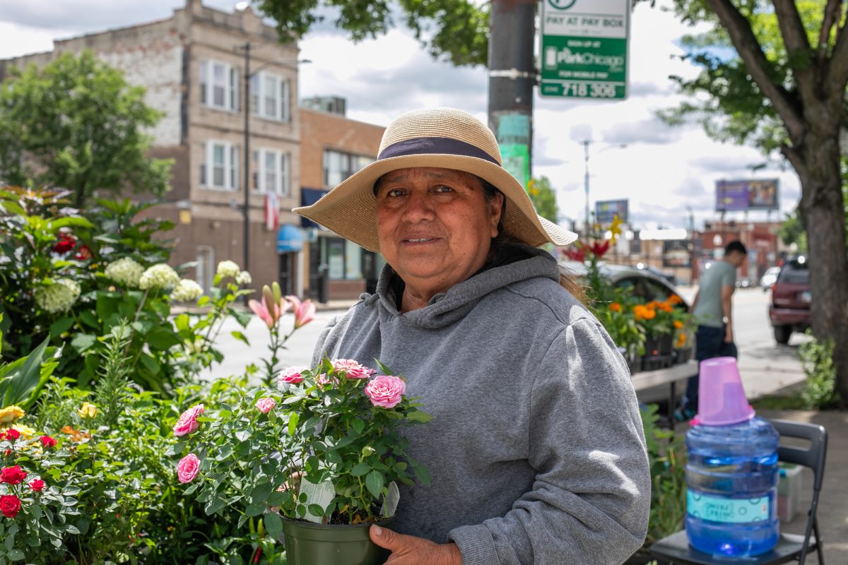 Elana Miranda, a Humboldt Park resident and plant vendor, shows off roses she grew herself on the corner of North Avenue and Keeler Avenue in Humboldt Park on Thursday, June 18, 2026. This photo is part of the Columbia Chronicle’s “77 Community Areas” project documenting Chicago ahead of America’s 250th birthday.