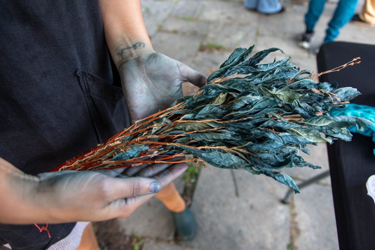 Kristin Field’s blue-stained hands hold a bundle of dried Japanese indigo at a fresh leaf indigo dyeing event at the Garfield Park Conservatory on Wednesday, Aug. 12, 2026. This photo is part of the Columbia Chronicle’s “77 Community Areas” project, documenting Chicago in celebration of America’s 250th birthday.
